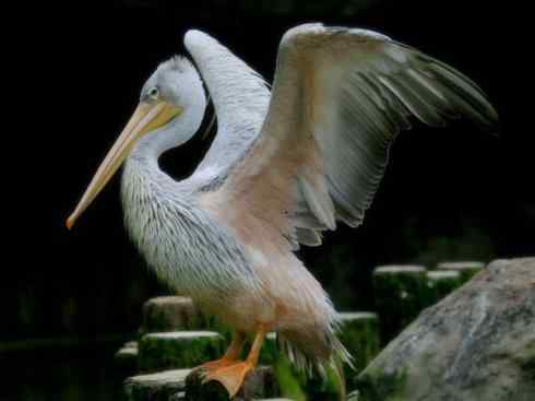 猎奇:奇特的鸟喙之十(鹈鹕、蟆口鸱)