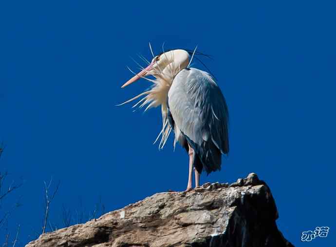 密云水库 wbr路 wbr大鸨、雉鸡和苍鹭 密云水库 wbr路 wbr大鸨、雉鸡和苍鹭