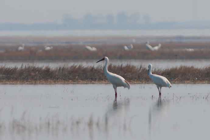 【新鸟】暮春观白鹤☆