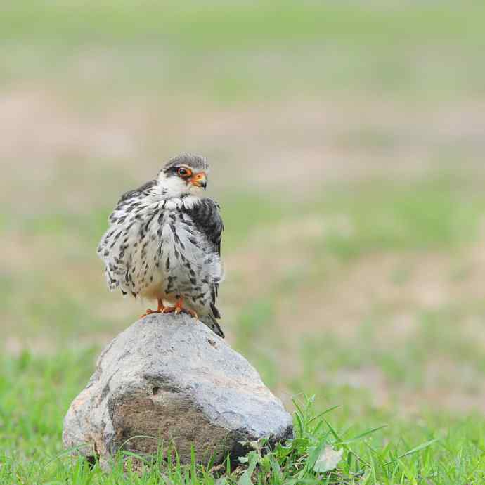野鸭湖晨曲鈥斺斞埠