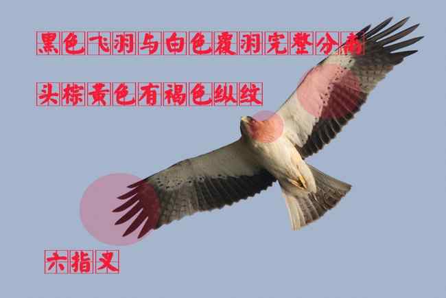靴隼雕:淡色型 猛禽大全——中国东部地区27种迁徙类猛禽辨识