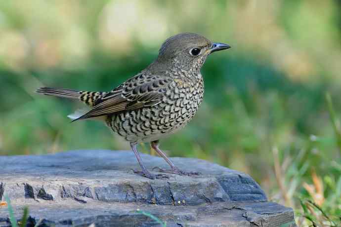 【新鸟】白喉矶鸫（雌）