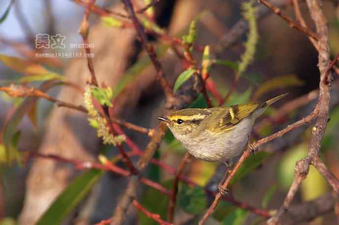 四川西昌鸟类摄影——黄眉柳莺