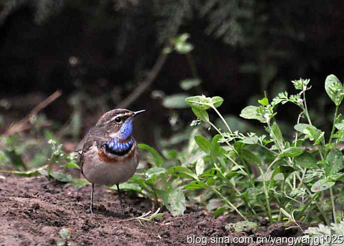蓝喉歌鸲 wbr2