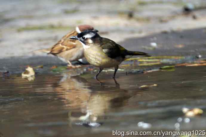 白头鹎bei（白头翁）
