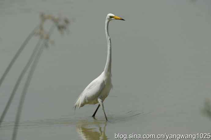 奥林匹克公园白鹭飞 wbr4