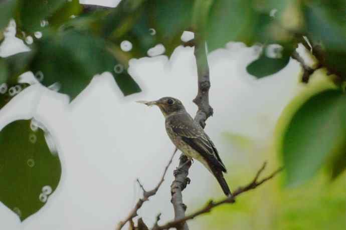 乌鹟翻飞送鸟荒