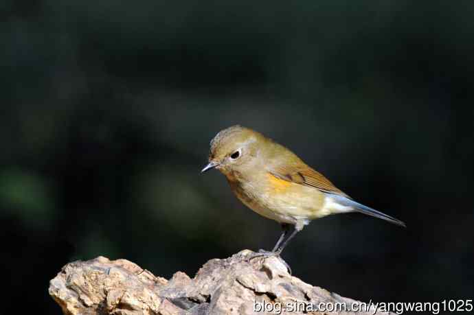 雌性红胁蓝尾鸲（73）