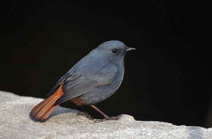 再拍红尾水鸲 再拍红尾水鸲