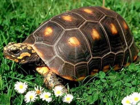 玄武：传说的兽原型探秘（象龟）