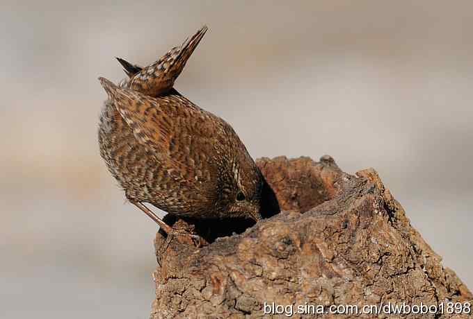 精灵般的小鹪鹩