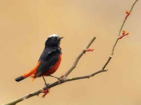 美丽无罪：雀鸟之溪鸲