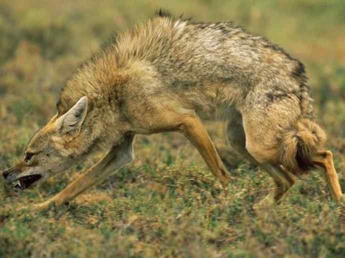 犬科：犬亚科犬属之金豺、黑背豺（胡狼类）