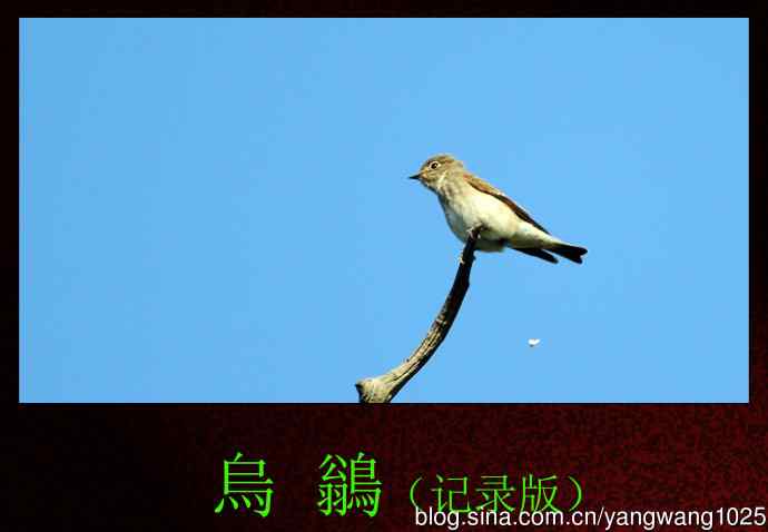 北京天坛公园的鸟类——烏鶲（记录版）