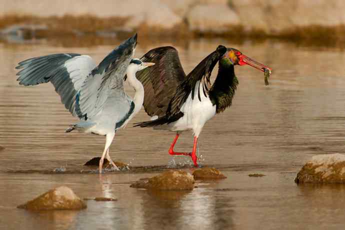 鹭鹳相争 wbr拍翁得意☆★ 鹭鹳相争 wbr拍翁得意☆★