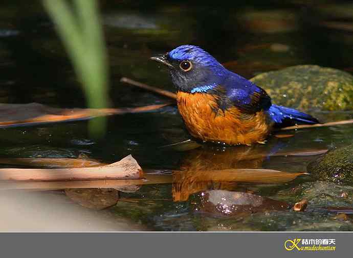 棕腹仙鹟的沐浴秀【实拍】