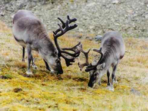 自然奇观：动物大迁徙(北美驯鹿长征)