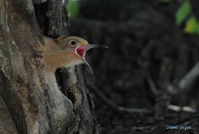 戴胜鈥溞赦澪钩