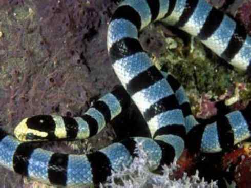 龙:传说的兽原型探秘(海蛇类) 龙:传说的兽原型探秘(海蛇类)