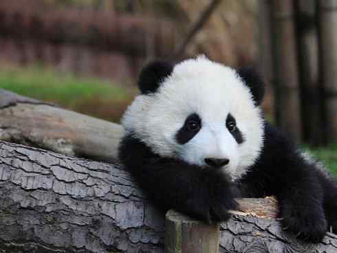 犬科：犬亚科犬属之灰狼