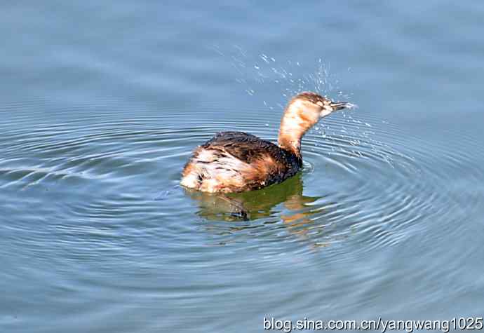 颐和园的收获（小PT）