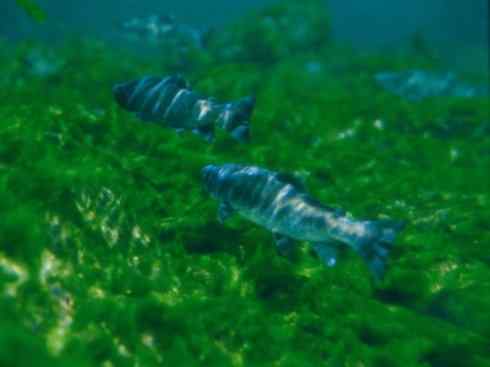 自然奇观：动物大迁徙(大马哈鱼)