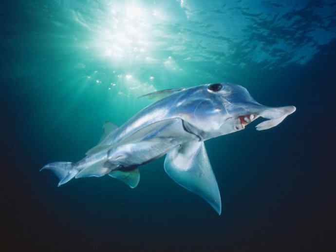 鱼类活化石：叶吻银鲛