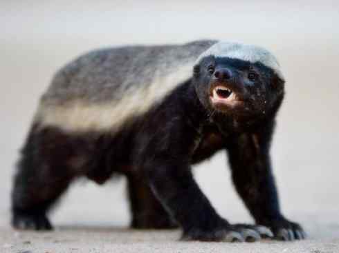 十大喜食蜂蜜动物：蜜獾