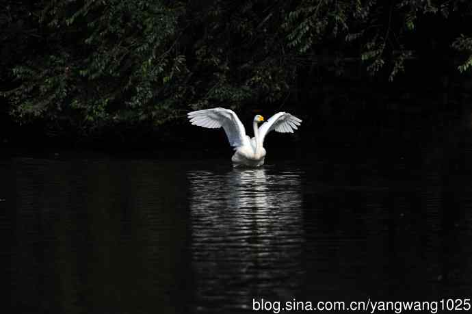 白天鹅之舞（5）