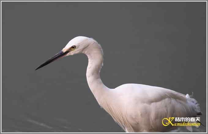 伯劳与白鹭【照片}