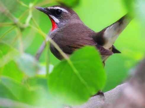 家禽驯化之源之二十七