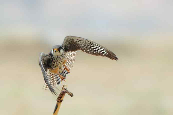 五月天——趣拍阿穆尔隼（二）