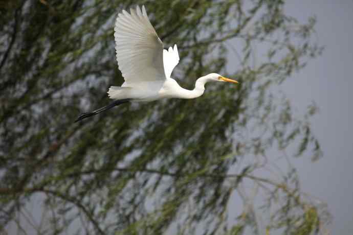 摄鸟拾趣 wbr wbr白鹭（二）