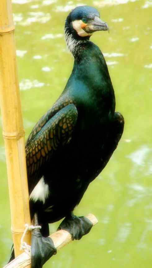 家禽驯化之源之四