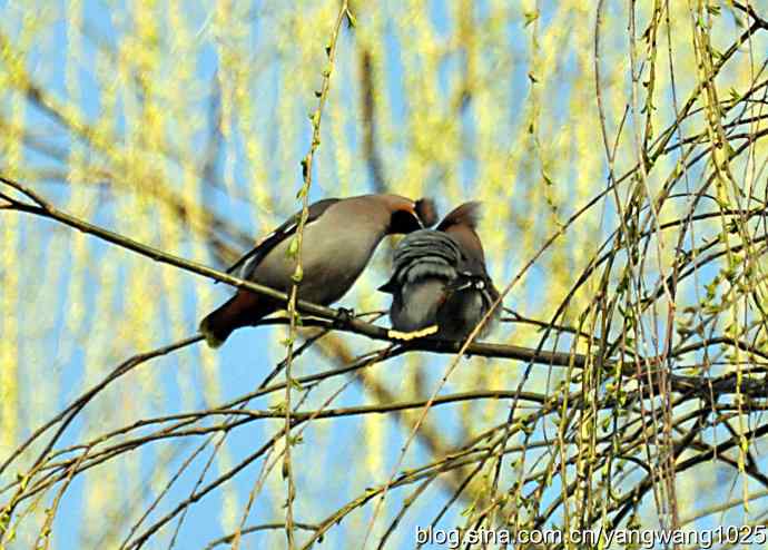 成双成对太平鸟 成双成对太平鸟