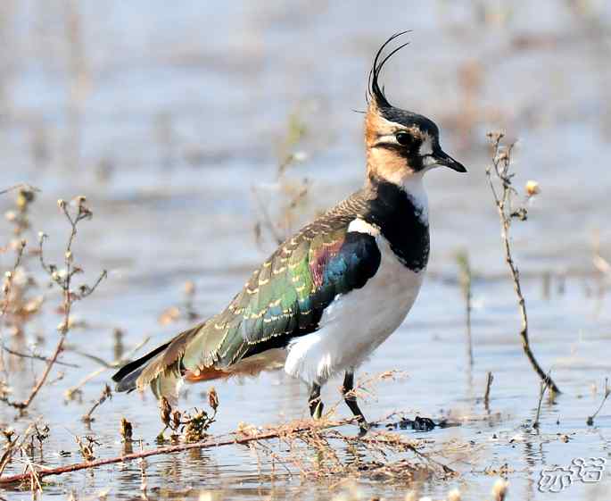 官厅水库&nbsp;wbr路&nbsp;wbr凤头麦鸡