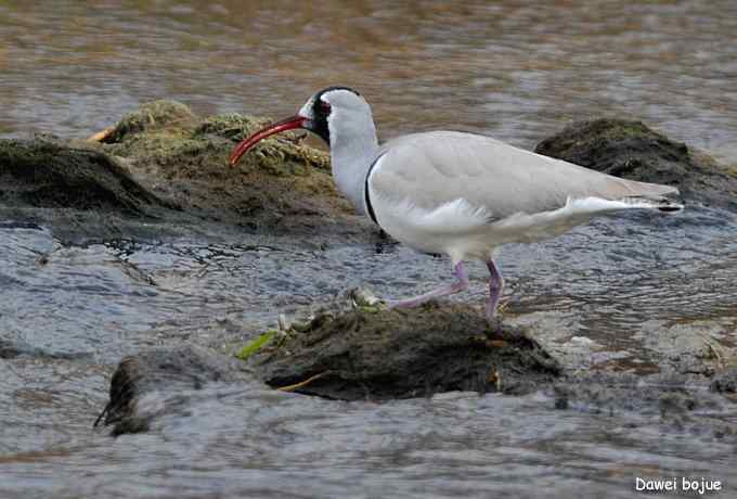 亚洲山地珍鸟：鹮嘴鹬