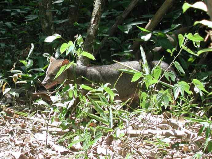 犬科：犬亚科小耳犬属的小耳犬