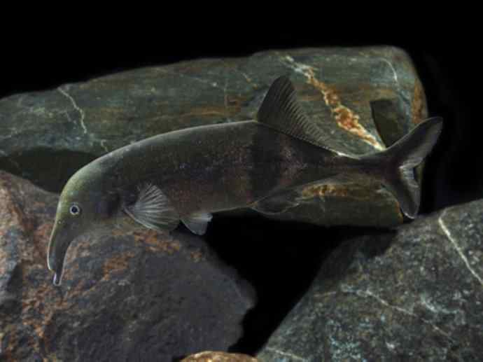鱼类活化石：裸臀鱼