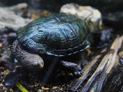 玄武：传说的兽原型探秘（玛塔龟）