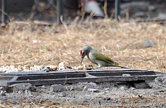 随走随拍【灰头绿啄木鸟（雄性）】
