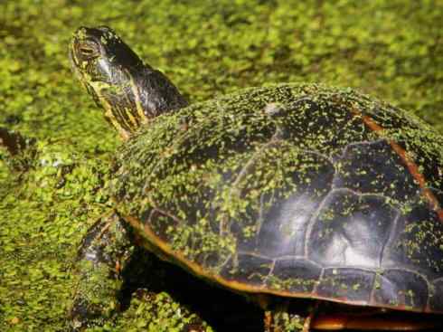 玄武：传说的兽原型探秘（水龟）