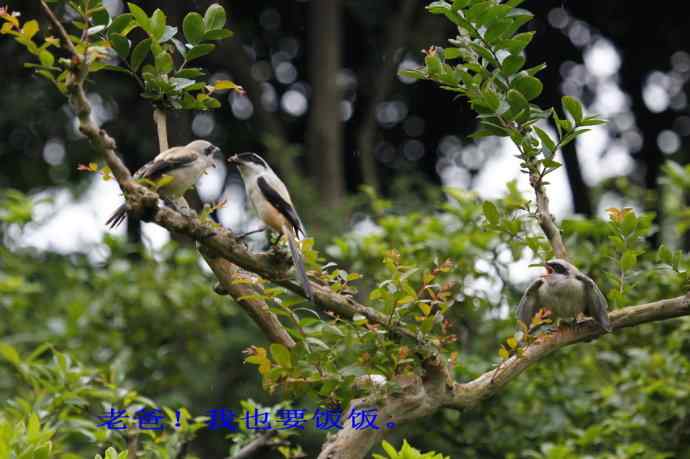 206.小伯劳成长记（2）雨中喂食