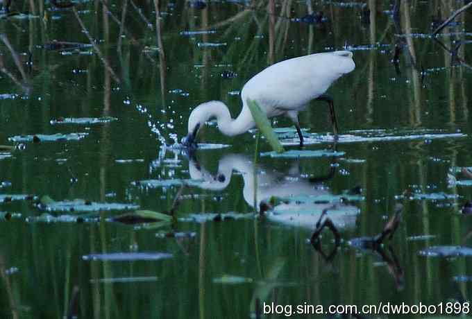 小白鹭的晚餐
