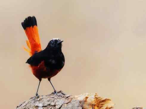 美丽无罪：雀鸟之溪鸲