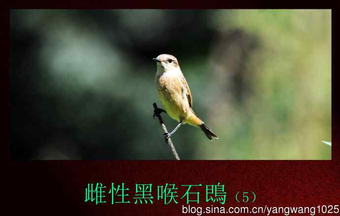 北京天坛公园的鸟类——雌性黑喉石鵖（5）