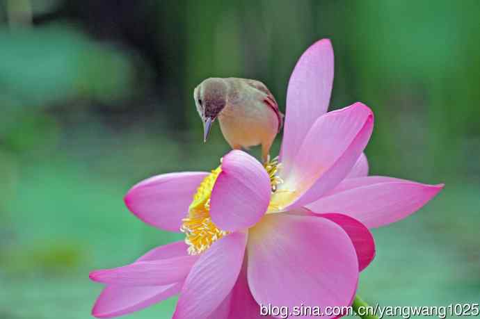 东方大苇莺与荷花(7) 东方大苇莺与荷花(7)