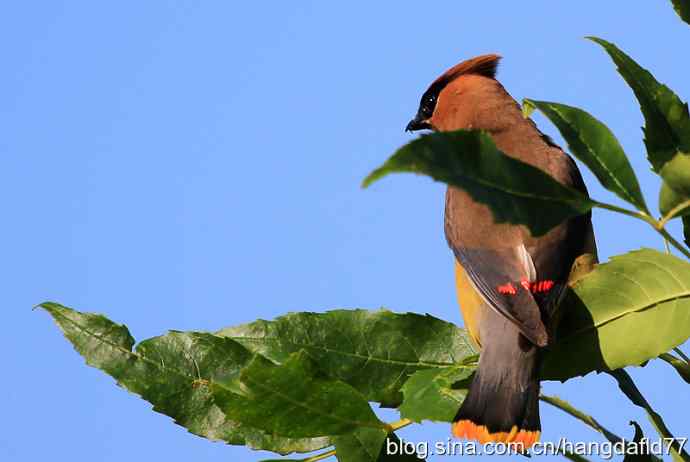 美国鸟类摄影——雪松太平鸟（6）
