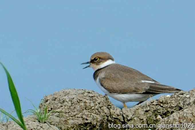 沙河水库.可爱小鸟环颈鸻