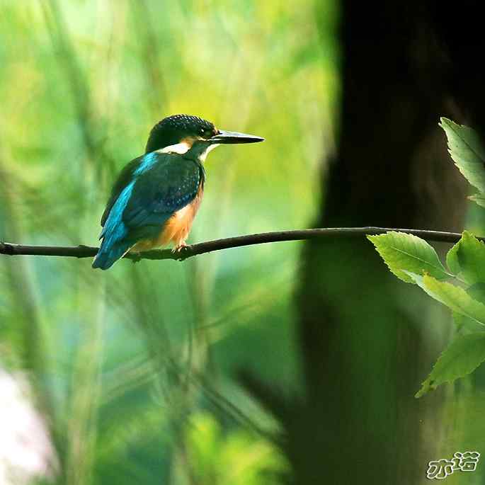 圆明园&nbsp;wbr路&nbsp;wbr林中的小翠